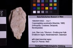 Foto (Objekt + Etiketten) von Cracensigillatus acutirostris (Moericke, 1889) (NHMW-GEO-1990-0041-0502)